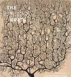 Beautiful Brain