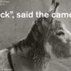 Click, Said the Camera