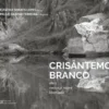 Crisântemo Branco